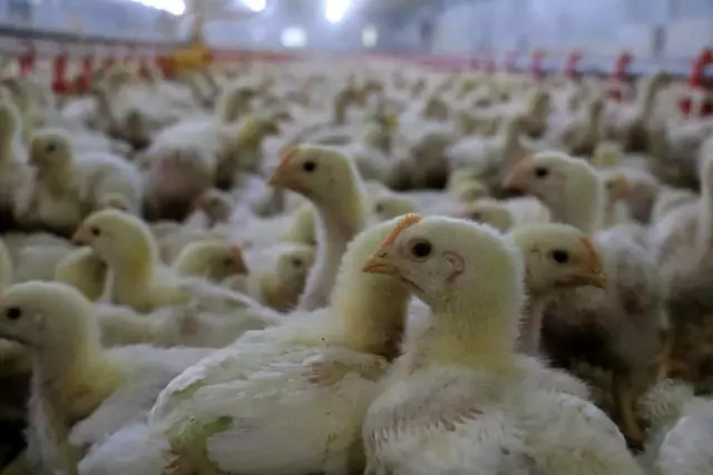 Düzce'den 895 bin 650 adet kanatlı hayvan sevkiyatı yapıldı Düzce'den 895 bin 650 adet kanatlı hayvan sevkiyatı yapıldı