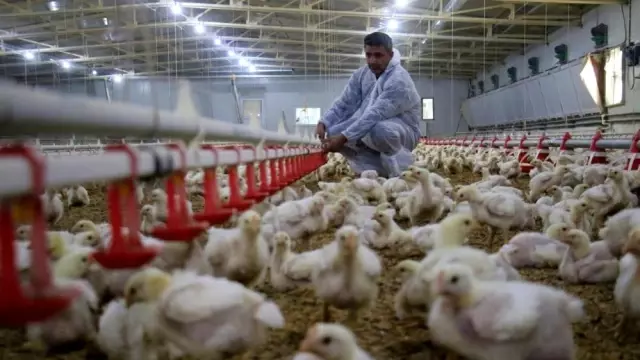 Düzce'den 895 bin 650 adet kanatlı hayvan sevkiyatı yapıldı Düzce'den 895 bin 650 adet kanatlı hayvan sevkiyatı yapıldı