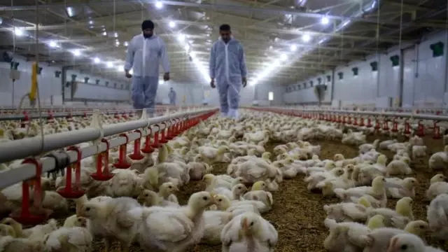 Düzce'den 895 bin 650 adet kanatlı hayvan sevkiyatı yapıldı Düzce'den 895 bin 650 adet kanatlı hayvan sevkiyatı yapıldı