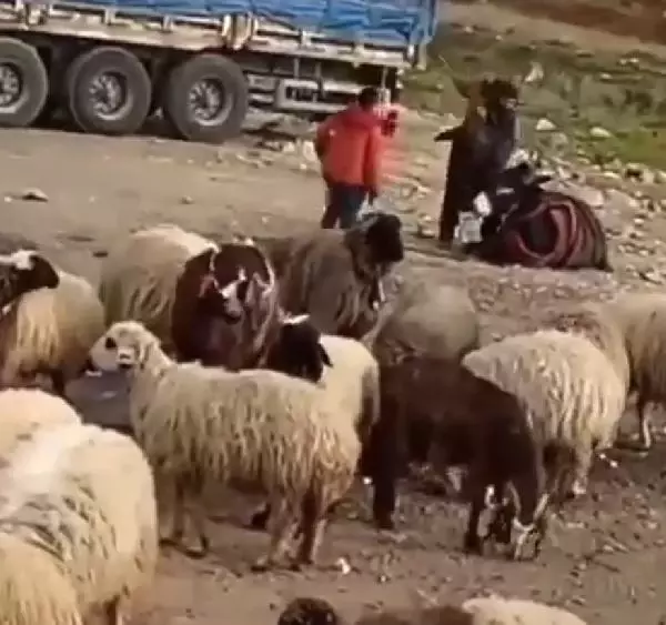 HATAY Eşeğini döven çobana bin 33 TL para cezası HATAY Eşeğini döven çobana bin 33 TL para cezası