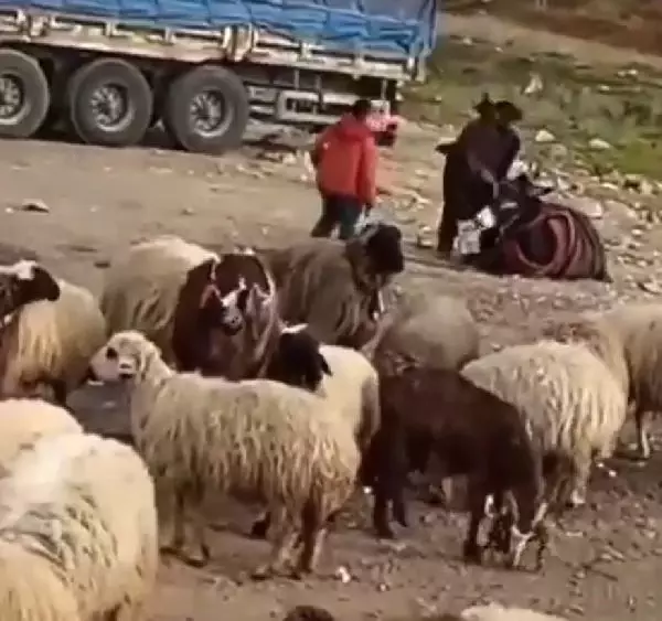 HATAY Eşeğini döven çobana bin 33 TL para cezası HATAY Eşeğini döven çobana bin 33 TL para cezası