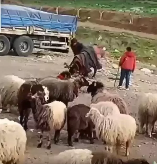 HATAY Eşeğini döven çobana bin 33 TL para cezası HATAY Eşeğini döven çobana bin 33 TL para cezası