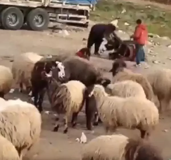 HATAY Eşeğini döven çobana bin 33 TL para cezası HATAY Eşeğini döven çobana bin 33 TL para cezası