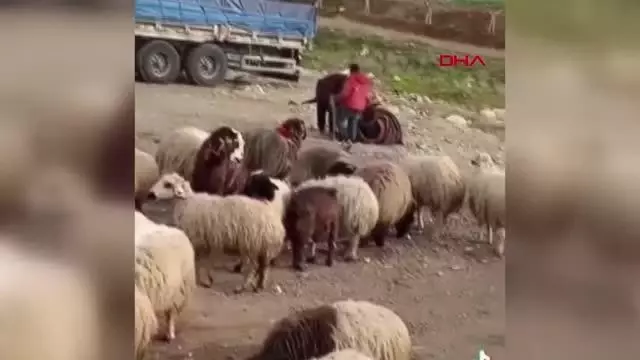 HATAY Eşeğini döven çobana bin 33 TL para cezası HATAY Eşeğini döven çobana bin 33 TL para cezası