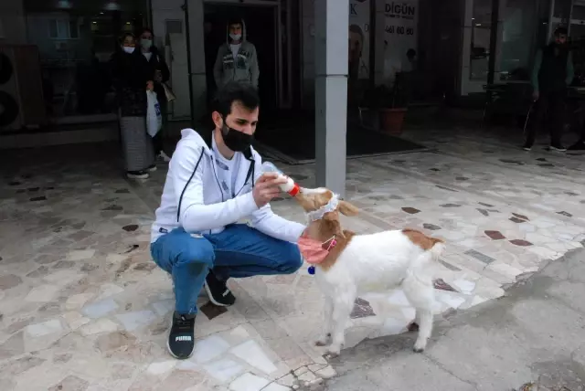 İzmir'in maskotu 'maskeli keçi' İzmir'in maskotu 'maskeli keçi'