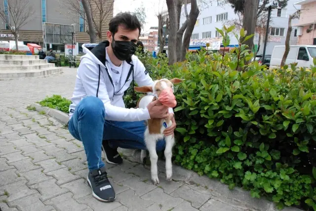 İzmir'in maskotu 'maskeli keçi' İzmir'in maskotu 'maskeli keçi'