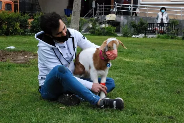 İzmir'in maskotu 'maskeli keçi' İzmir'in maskotu 'maskeli keçi'