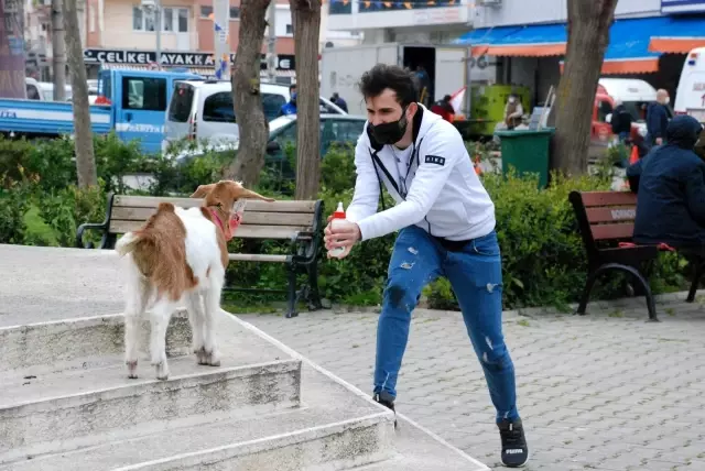 İzmir'in maskotu 'maskeli keçi' İzmir'in maskotu 'maskeli keçi'