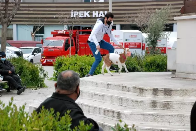 İzmir'in maskotu 'maskeli keçi' İzmir'in maskotu 'maskeli keçi'