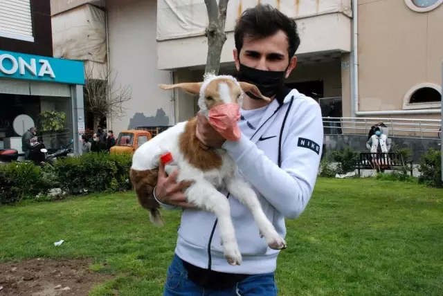 İzmir'in maskotu 'maskeli keçi' İzmir'in maskotu 'maskeli keçi'
