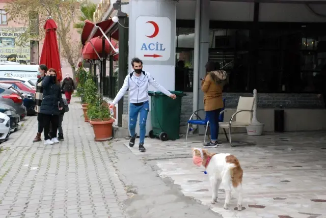 İzmir'in maskotu 'maskeli keçi' İzmir'in maskotu 'maskeli keçi'