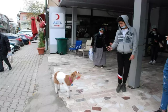 İzmir'in maskotu 'maskeli keçi' İzmir'in maskotu 'maskeli keçi'