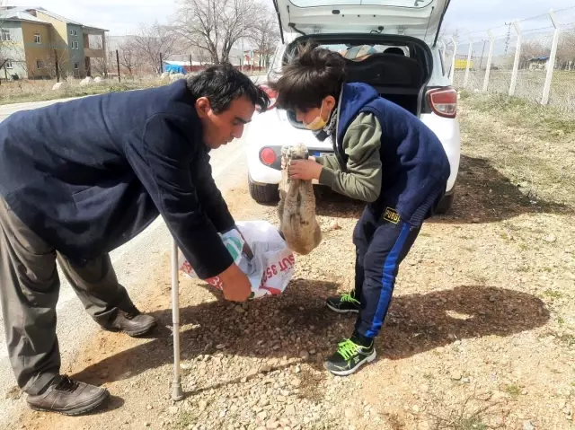Kulağı ve kuyruğunu kestikleri yavru köpeği ölüme terk ettiler