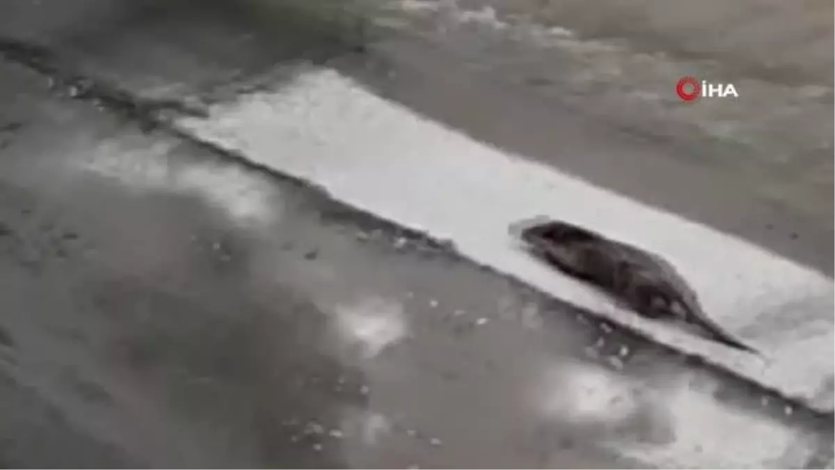 Nesli tükenmekte olan su samurları ilçeyi mesken tuttu