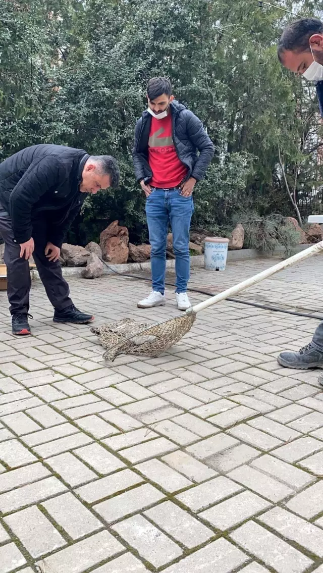 Son dakika haberleri | Otomobilin çarptığı kediyi polis kurtardı Son dakika haberleri | Otomobilin çarptığı kediyi polis kurtardı