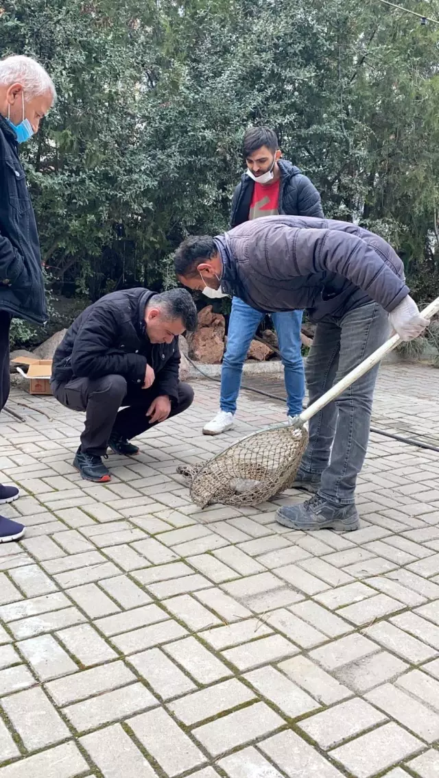 Son dakika haberleri | Otomobilin çarptığı kediyi polis kurtardı Son dakika haberleri | Otomobilin çarptığı kediyi polis kurtardı