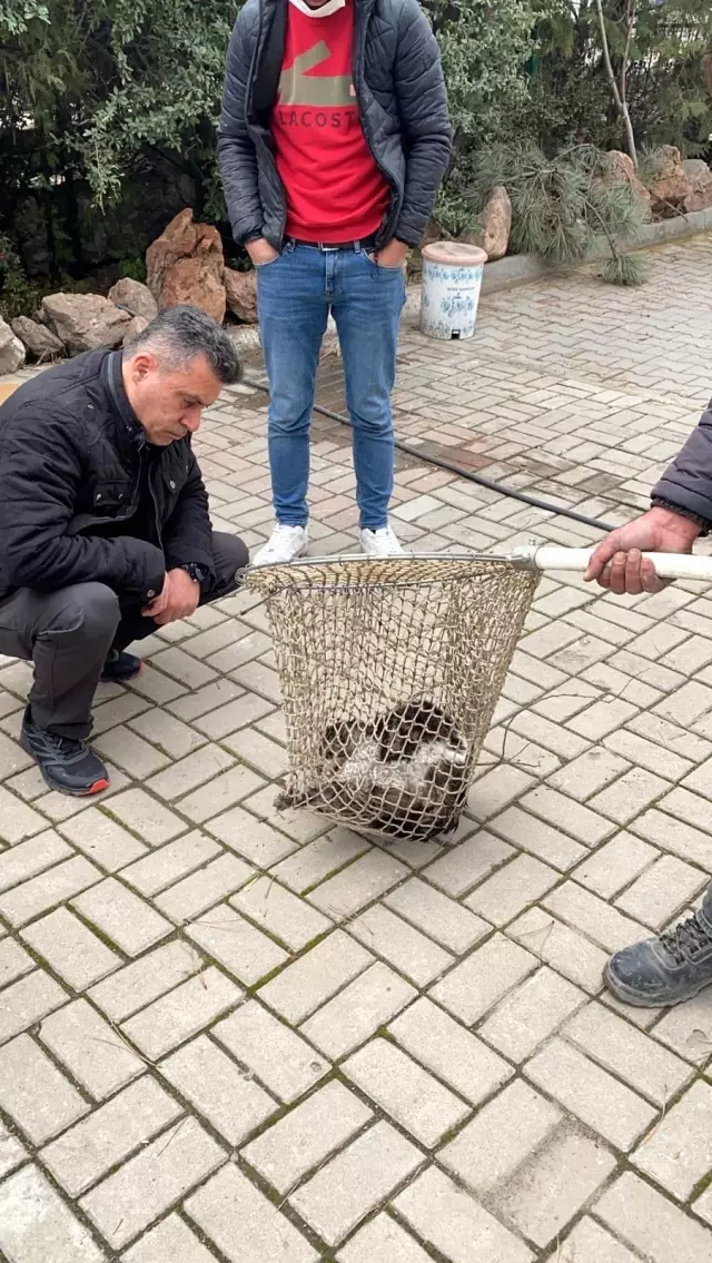 Son dakika haberleri | Otomobilin çarptığı kediyi polis kurtardı Son dakika haberleri | Otomobilin çarptığı kediyi polis kurtardı