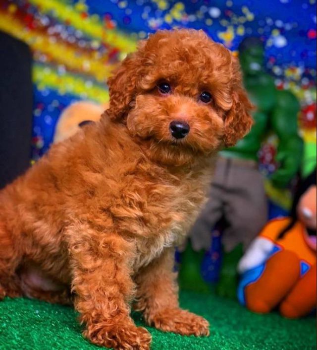 Toy Poodle Özellikleri ve Bakımı