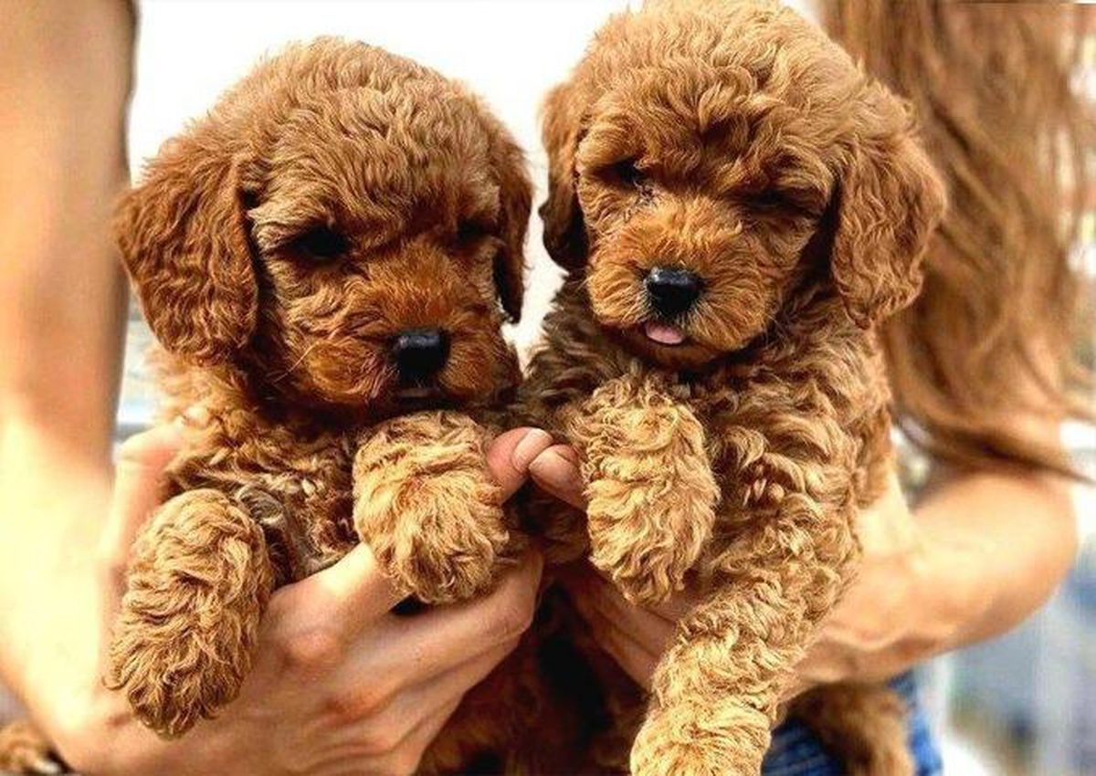 Toy Poodle Özellikleri ve Bakımı