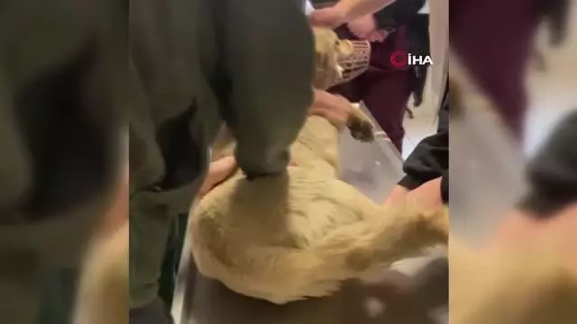 Yaralı köpeği yoldan geçen vatandaşlar kurtardı Yaralı köpeği yoldan geçen vatandaşlar kurtardı