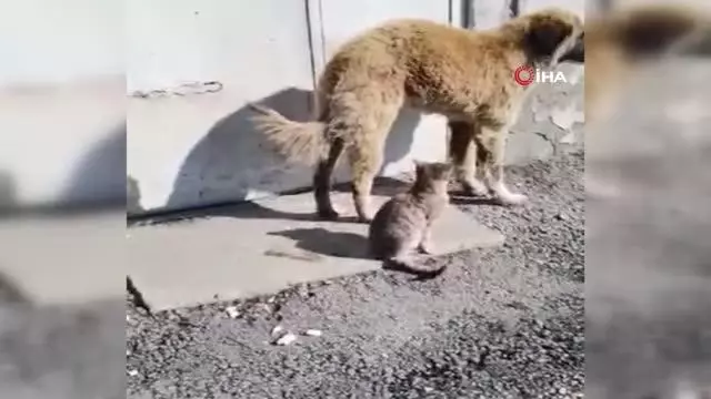 Ağrı'da kedi ve köpeğin gülümseten dostluğu Ağrı'da kedi ve köpeğin gülümseten dostluğu