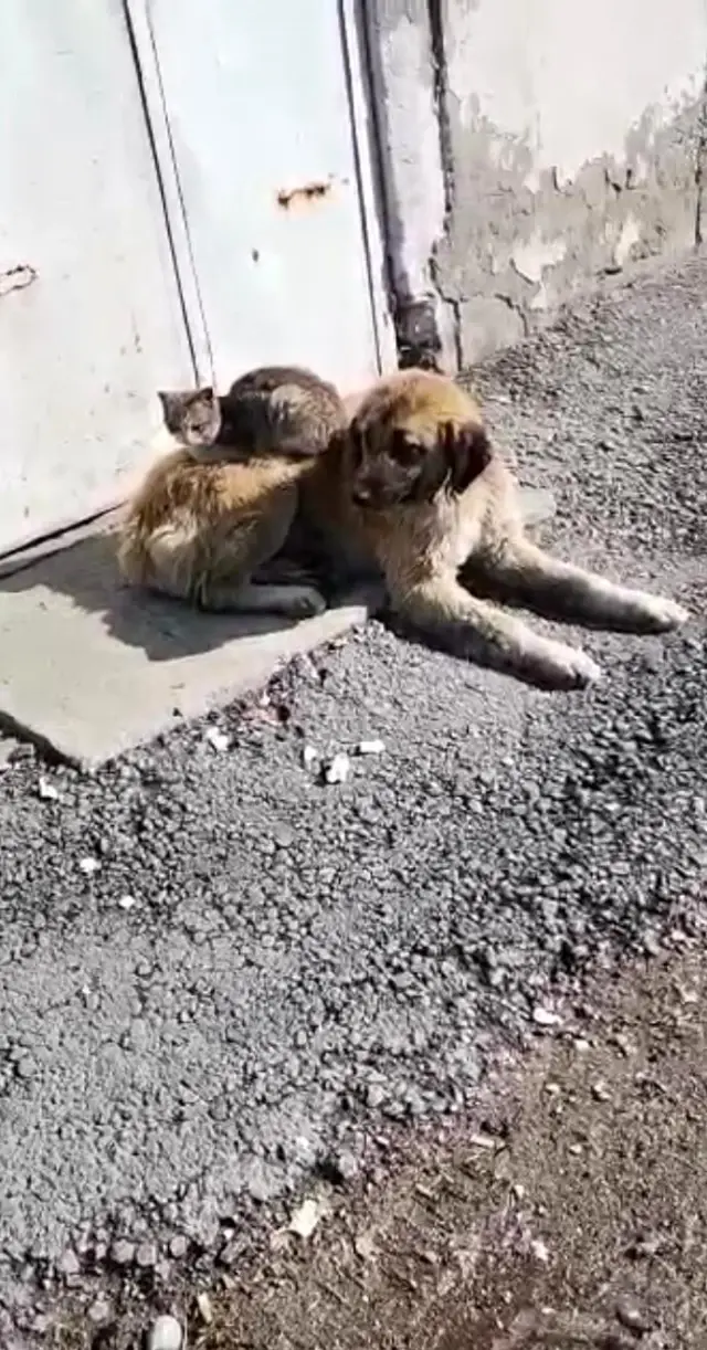 Ağrı'da kedi ve köpeğin gülümseten dostluğu Ağrı'da kedi ve köpeğin gülümseten dostluğu