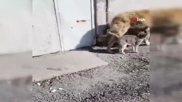 Ağrı'da kedi ve köpeğin gülümseten dostluğu Ağrı'da kedi ve köpeğin gülümseten dostluğu