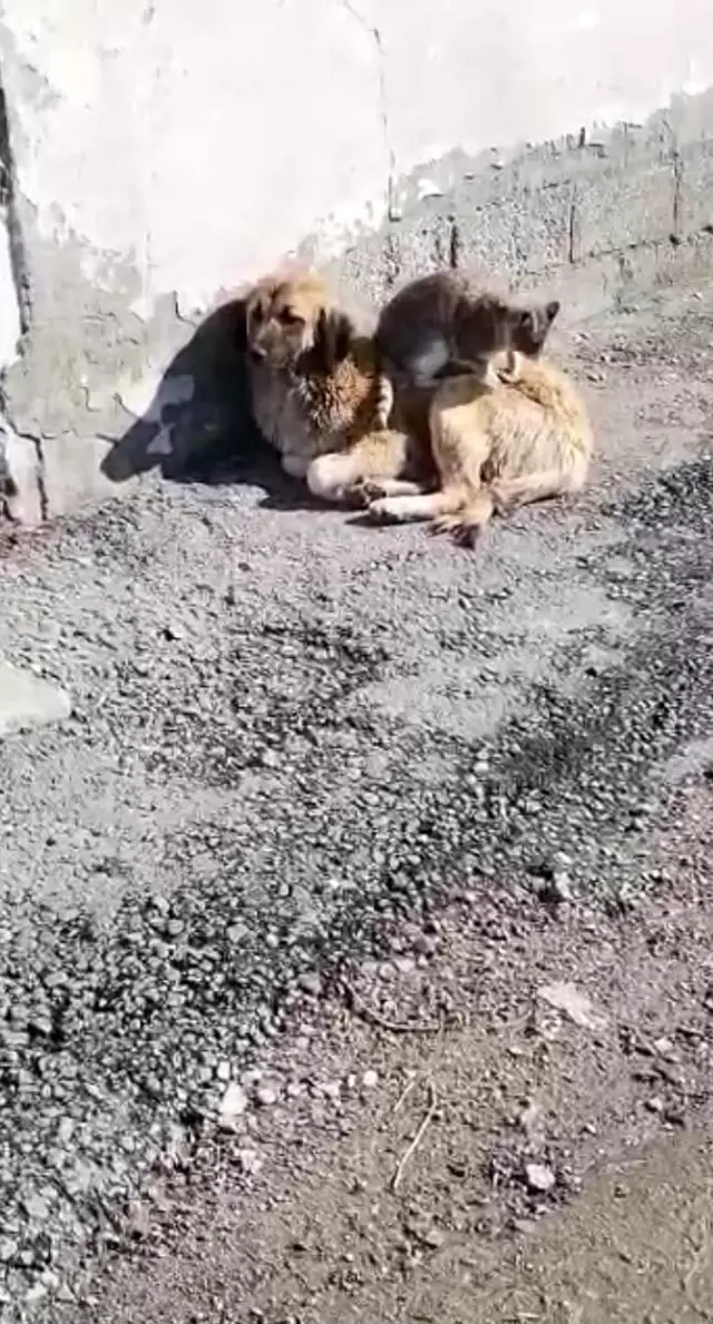 Ağrı'da kedi ve köpeğin gülümseten dostluğu Ağrı'da kedi ve köpeğin gülümseten dostluğu