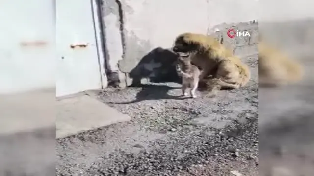 Ağrı'da kedi ve köpeğin gülümseten dostluğu Ağrı'da kedi ve köpeğin gülümseten dostluğu