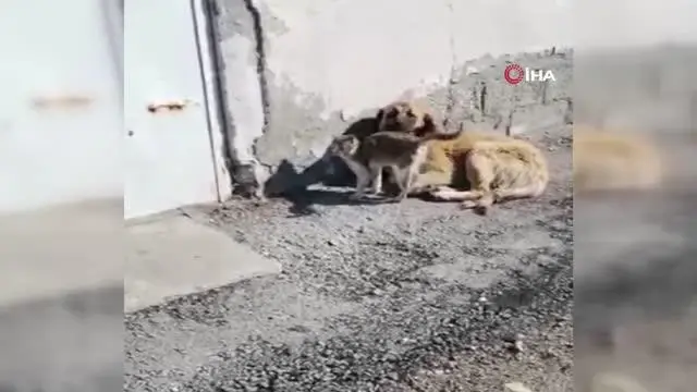 Ağrı'da kedi ve köpeğin gülümseten dostluğu Ağrı'da kedi ve köpeğin gülümseten dostluğu