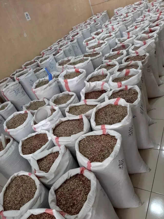 Antep fıstığında fiyatlar düşüyor Antep fıstığında fiyatlar düşüyor