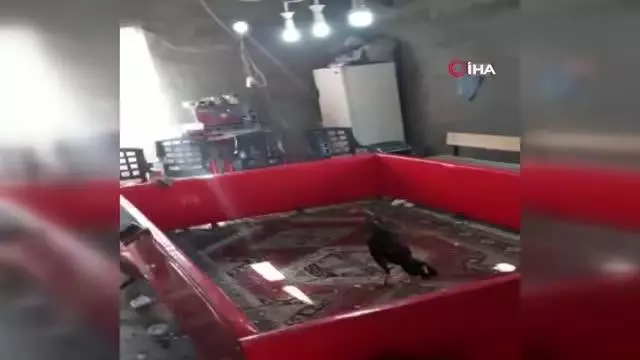 Bağ evinde horoz dövüşüne baskın: 27 şahıs yakalandı Bağ evinde horoz dövüşüne baskın: 27 şahıs yakalandı