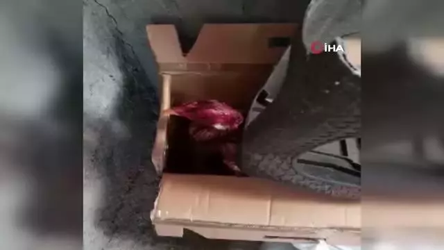 Bağ evinde horoz dövüşüne baskın: 27 şahıs yakalandı Bağ evinde horoz dövüşüne baskın: 27 şahıs yakalandı