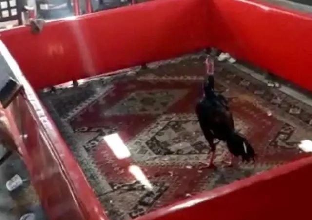 Bağ evinde horoz dövüşüne baskın: 27 şahıs yakalandı Bağ evinde horoz dövüşüne baskın: 27 şahıs yakalandı