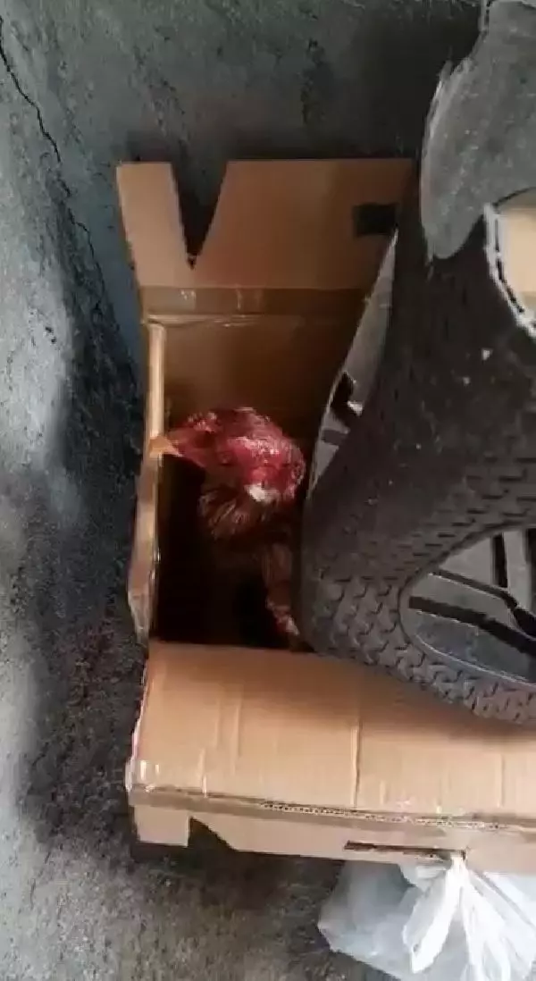 Bağ evinde horoz dövüştüren 27 kişi suçüstü yakalandı Bağ evinde horoz dövüştüren 27 kişi suçüstü yakalandı