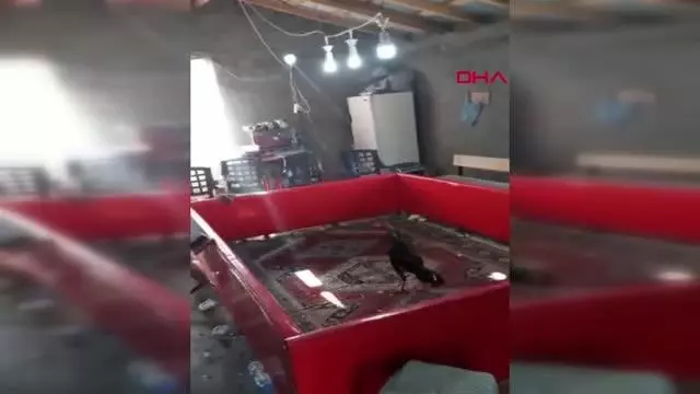 Elazığ'da horoz dövüştüren 27 kişiye ceza Elazığ'da horoz dövüştüren 27 kişiye ceza