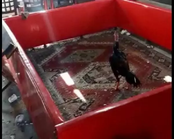 Bağ evinde horoz dövüştüren 27 kişi suçüstü yakalandı Bağ evinde horoz dövüştüren 27 kişi suçüstü yakalandı