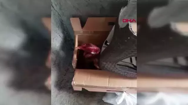 Elazığ'da horoz dövüştüren 27 kişiye ceza Elazığ'da horoz dövüştüren 27 kişiye ceza