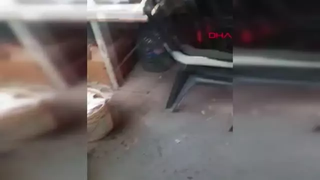 Elazığ'da horoz dövüştüren 27 kişiye ceza Elazığ'da horoz dövüştüren 27 kişiye ceza