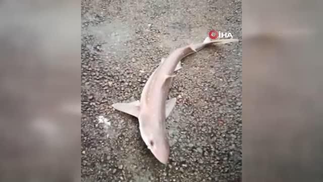 izmit korfezi nde balikci oltasina camgoz 14036612 o