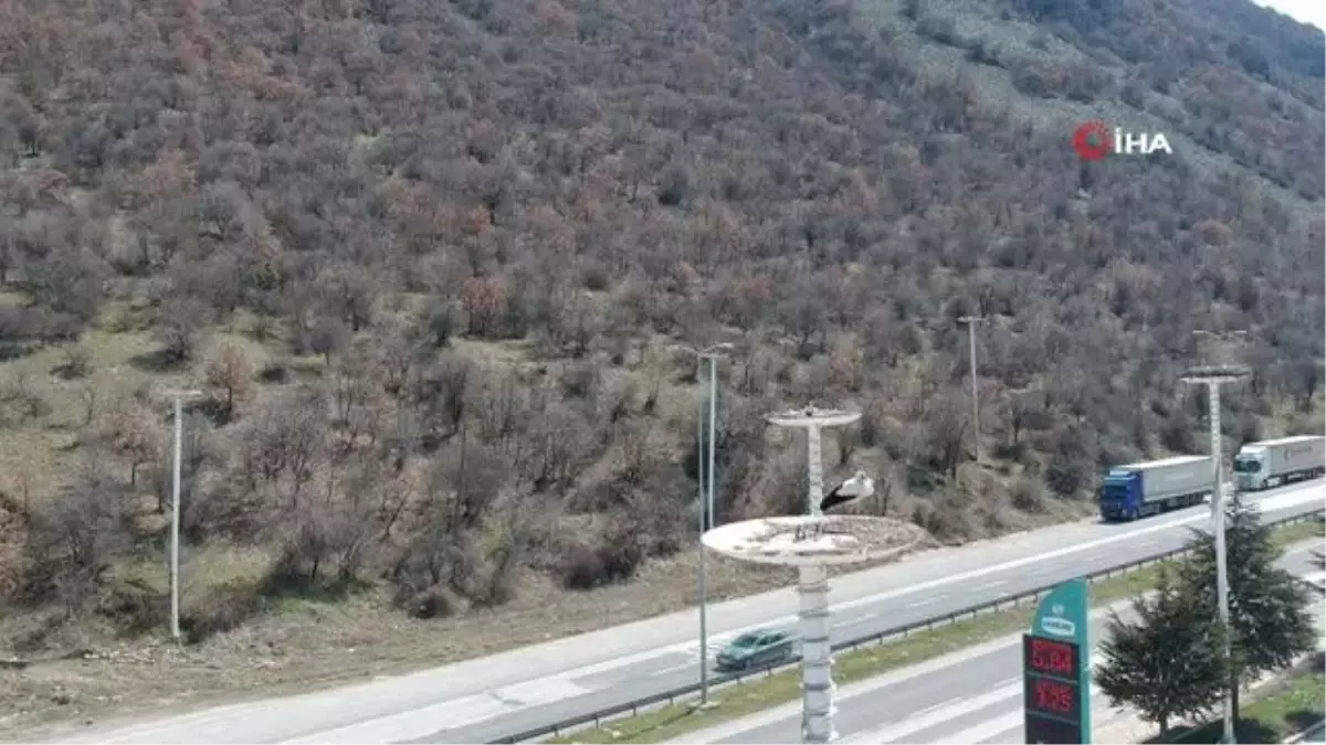 'Leylek apartmanı' sakinlerine kavuştu
