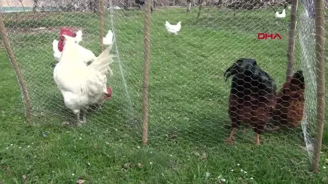 MALATYA Üniversiteli kardeşlerin hobi olarak başladıkları kuluçkalık yumurta üretimi gelir kapısı oldu MALATYA Üniversiteli kardeşlerin hobi olarak başladıkları kuluçkalık yumurta üretimi gelir kapısı oldu