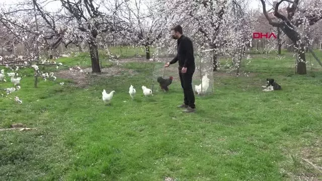 MALATYA Üniversiteli kardeşlerin hobi olarak başladıkları kuluçkalık yumurta üretimi gelir kapısı oldu MALATYA Üniversiteli kardeşlerin hobi olarak başladıkları kuluçkalık yumurta üretimi gelir kapısı oldu