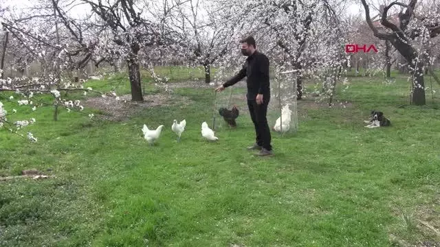 MALATYA Üniversiteli kardeşlerin hobi olarak başladıkları kuluçkalık yumurta üretimi gelir kapısı oldu MALATYA Üniversiteli kardeşlerin hobi olarak başladıkları kuluçkalık yumurta üretimi gelir kapısı oldu