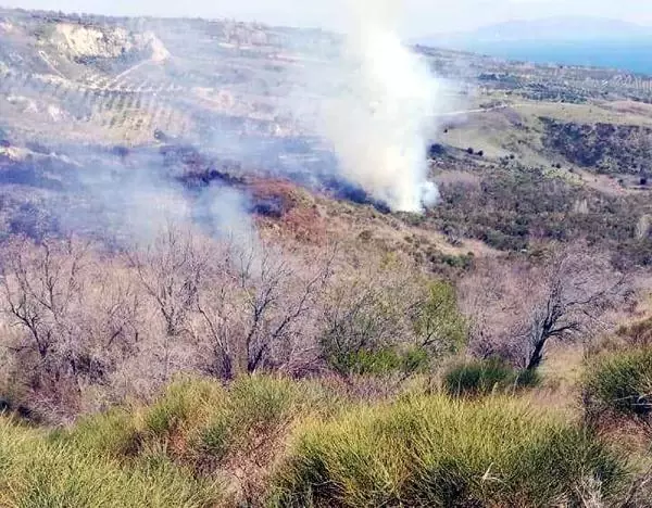 Tekirdağ'da makilik alanda yangın