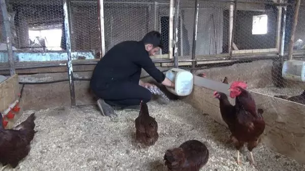 MALATYA Üniversiteli kardeşlerin hobi olarak başladıkları kuluçkalık yumurta üretimi gelir kapısı oldu MALATYA Üniversiteli kardeşlerin hobi olarak başladıkları kuluçkalık yumurta üretimi gelir kapısı oldu