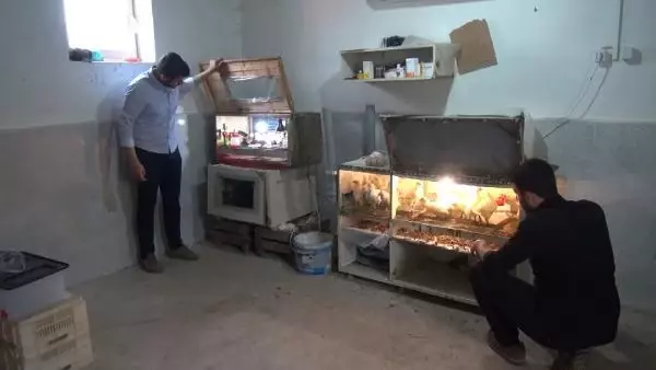 MALATYA Üniversiteli kardeşlerin hobi olarak başladıkları kuluçkalık yumurta üretimi gelir kapısı oldu MALATYA Üniversiteli kardeşlerin hobi olarak başladıkları kuluçkalık yumurta üretimi gelir kapısı oldu