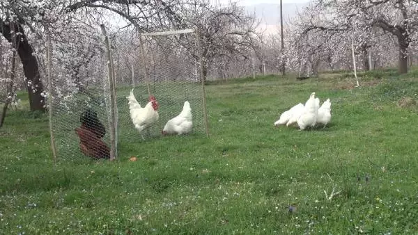 MALATYA Üniversiteli kardeşlerin hobi olarak başladıkları kuluçkalık yumurta üretimi gelir kapısı oldu MALATYA Üniversiteli kardeşlerin hobi olarak başladıkları kuluçkalık yumurta üretimi gelir kapısı oldu