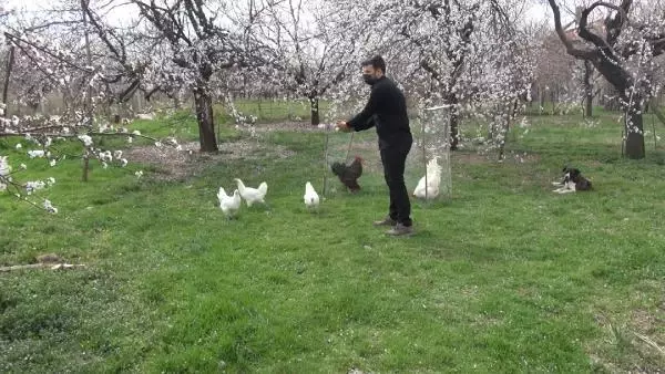 MALATYA Üniversiteli kardeşlerin hobi olarak başladıkları kuluçkalık yumurta üretimi gelir kapısı oldu MALATYA Üniversiteli kardeşlerin hobi olarak başladıkları kuluçkalık yumurta üretimi gelir kapısı oldu