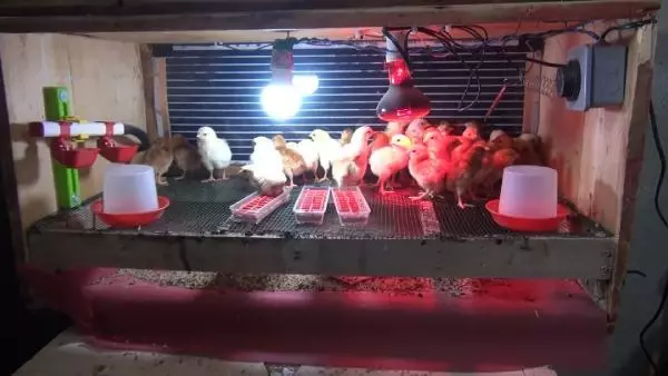 MALATYA Üniversiteli kardeşlerin hobi olarak başladıkları kuluçkalık yumurta üretimi gelir kapısı oldu MALATYA Üniversiteli kardeşlerin hobi olarak başladıkları kuluçkalık yumurta üretimi gelir kapısı oldu